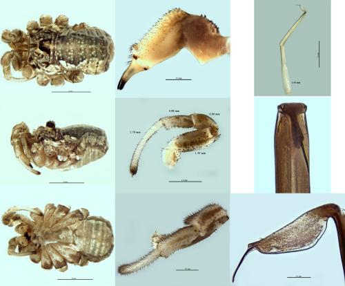 Réf. 298 318 : Dasylobus graniferus
